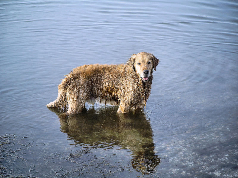 Golden Retriever III