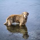 Golden Retriever III