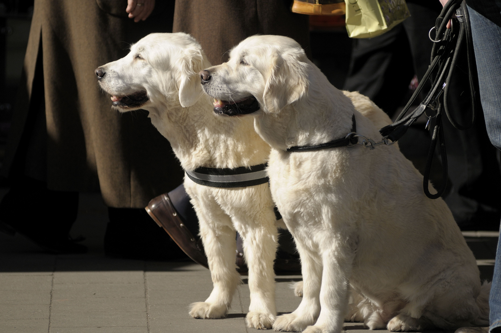 Golden Retriever im Einkaufstrubel