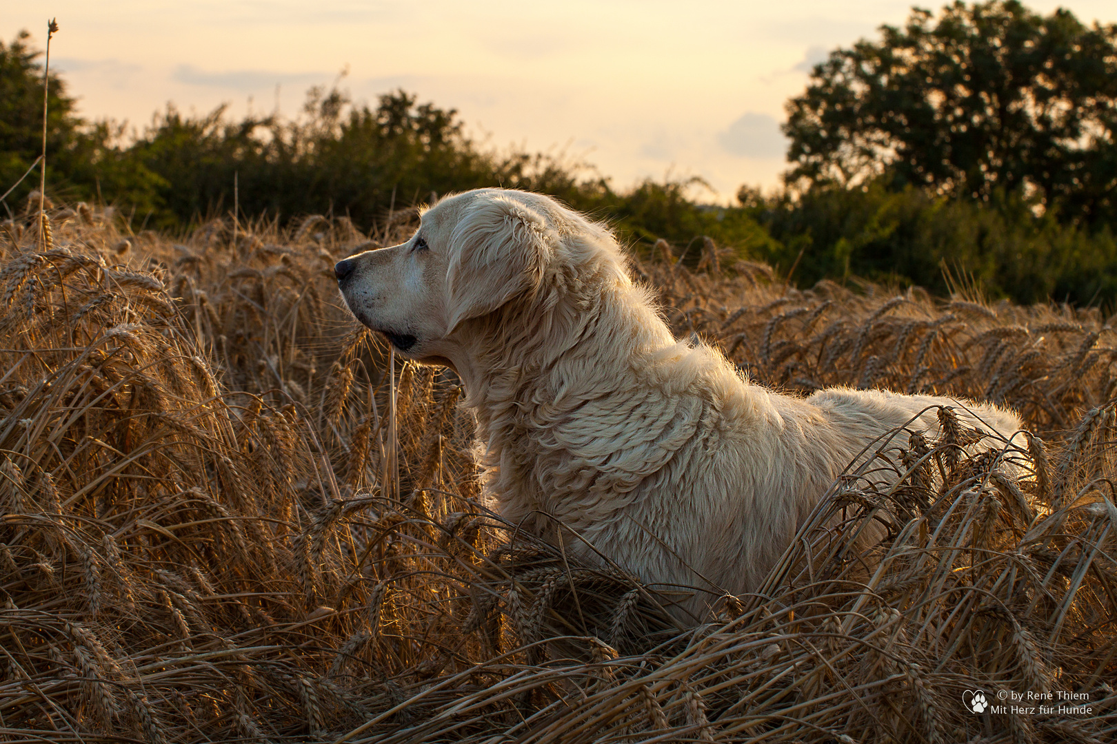 Golden Retriever - Im Kornfeld 2