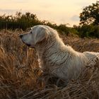 Golden Retriever - Im Kornfeld 2