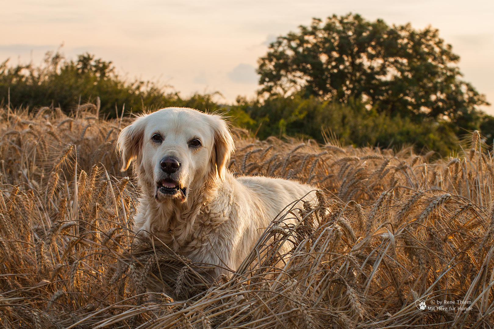 Golden Retriever - Im Kornfeld