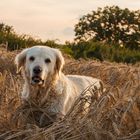 Golden Retriever - Im Kornfeld