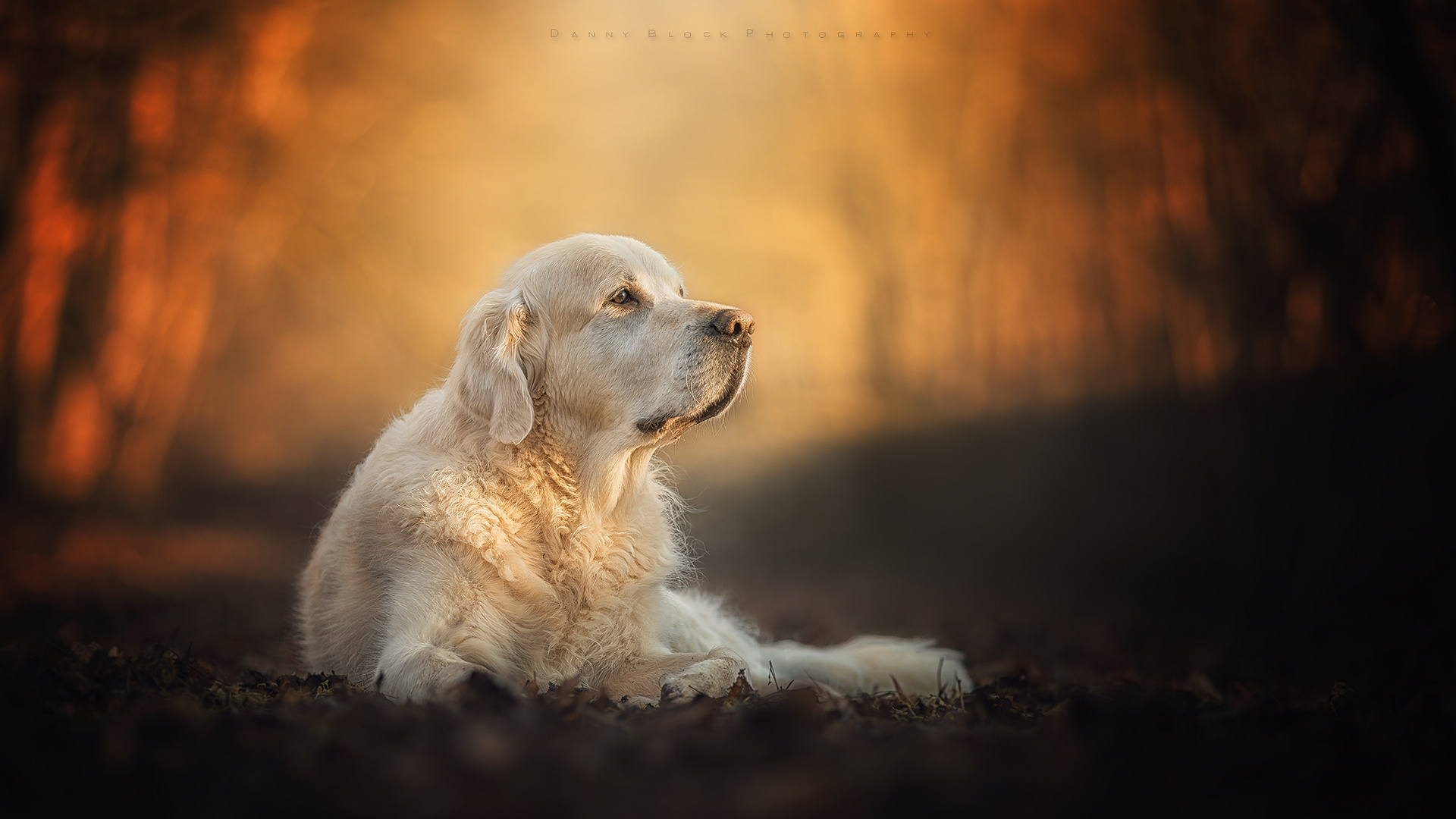 golden retriever im Wald