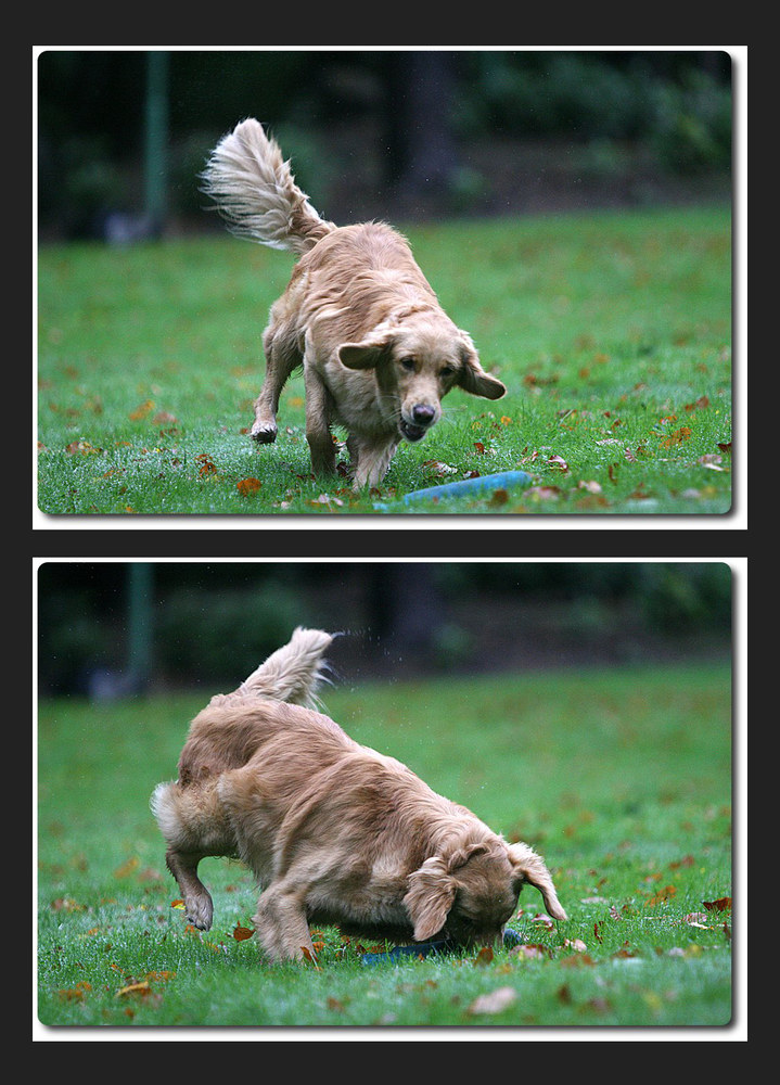 Golden Retriever in Action