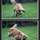 Golden Retriever in Action