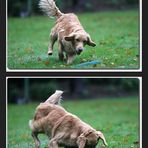 Golden Retriever in Action