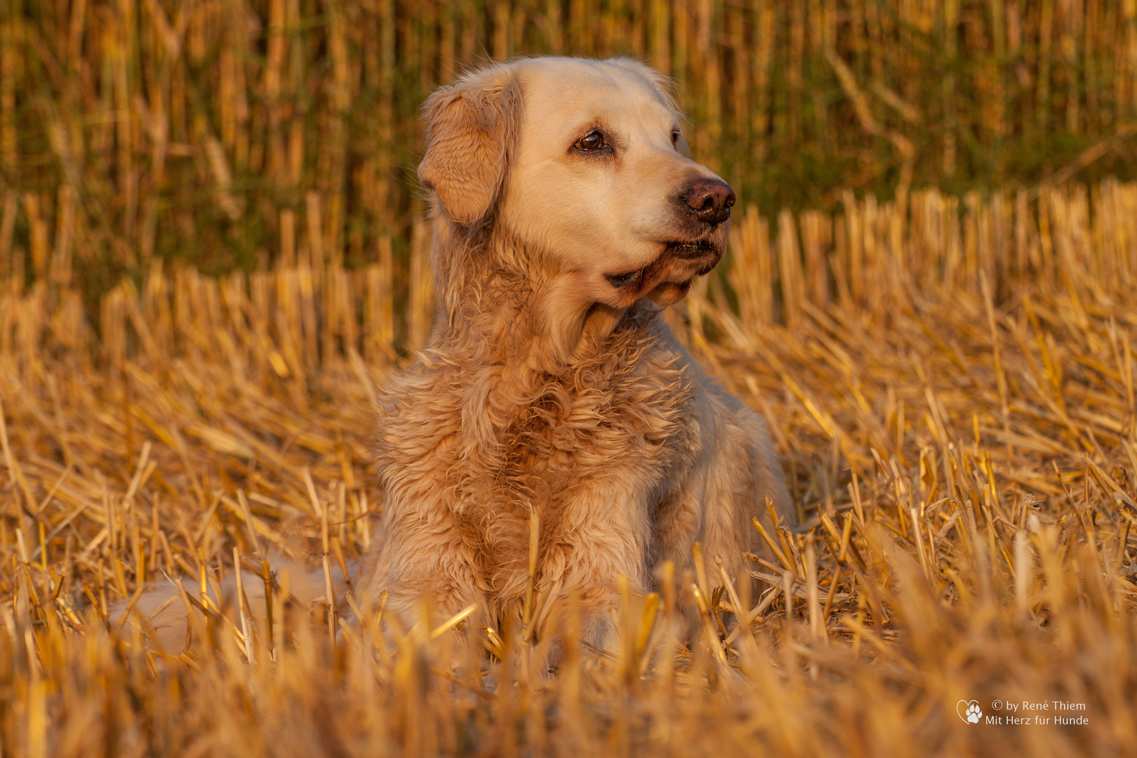 Golden Retriever in der Abendsonne I