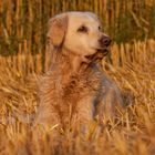 Golden Retriever in der Abendsonne I