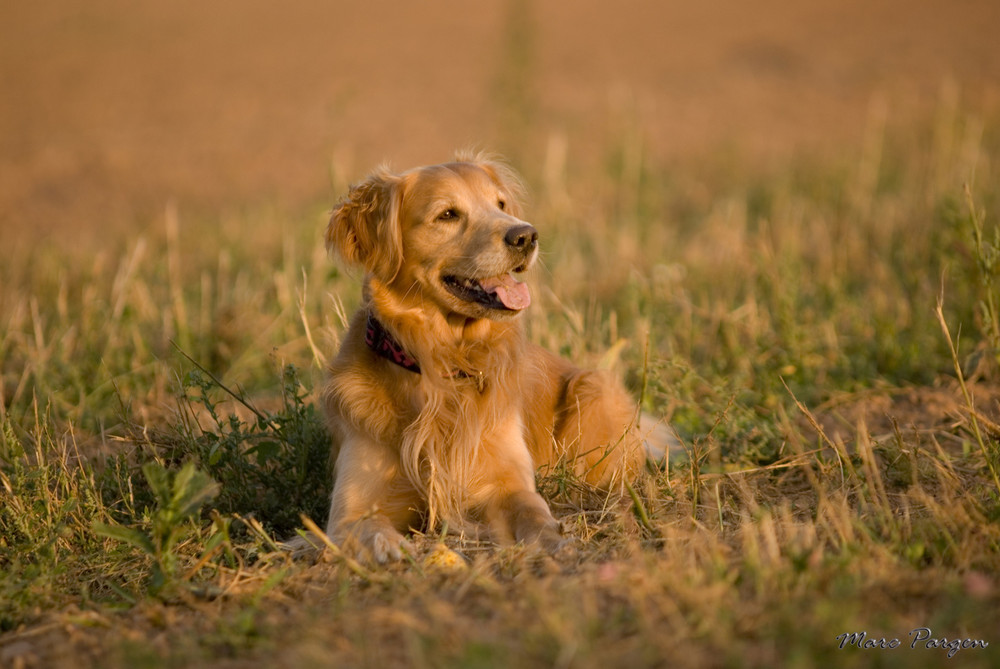 Golden Retriever in der Herbstsonne