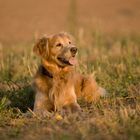 Golden Retriever in der Herbstsonne