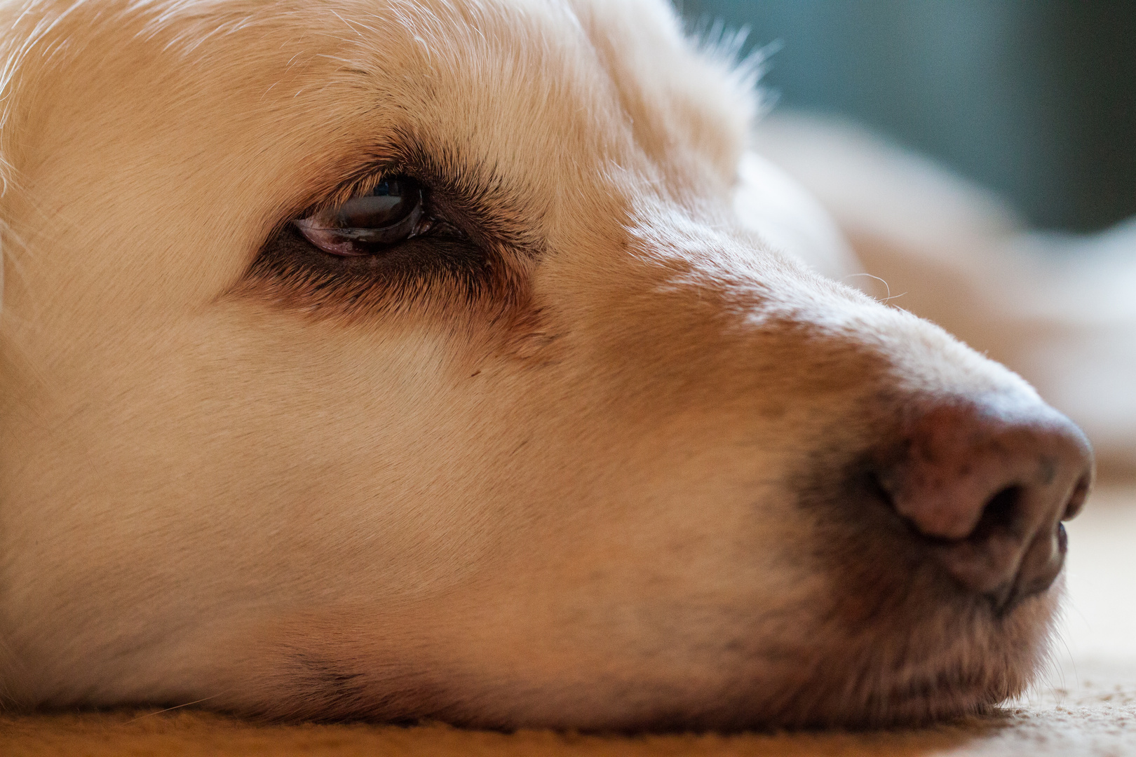 Golden Retriever - Innerer Frieden