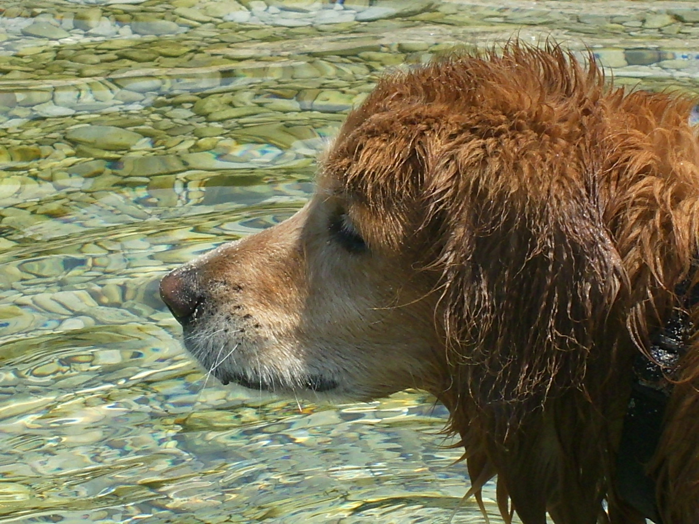 Golden Retriever Jacky im Wasser
