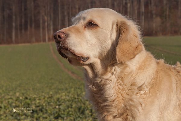 Golden Retriever - Jagdblick