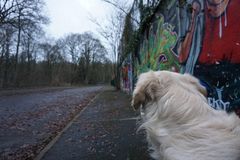 Golden Retriever Jimmy mit Grafitti 