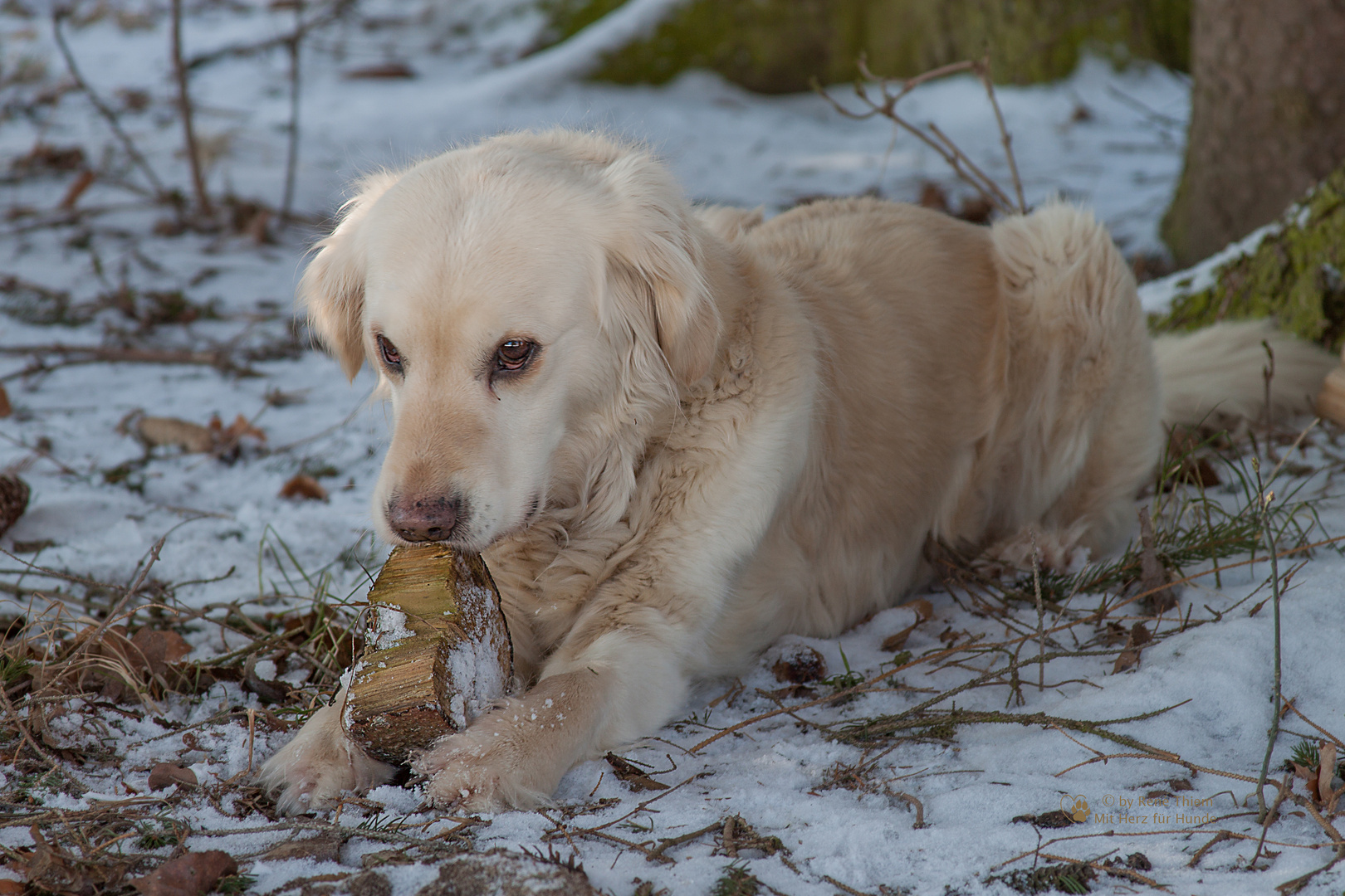 Golden Retriever - Knabberspass