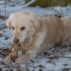 Golden Retriever - Knabberspass