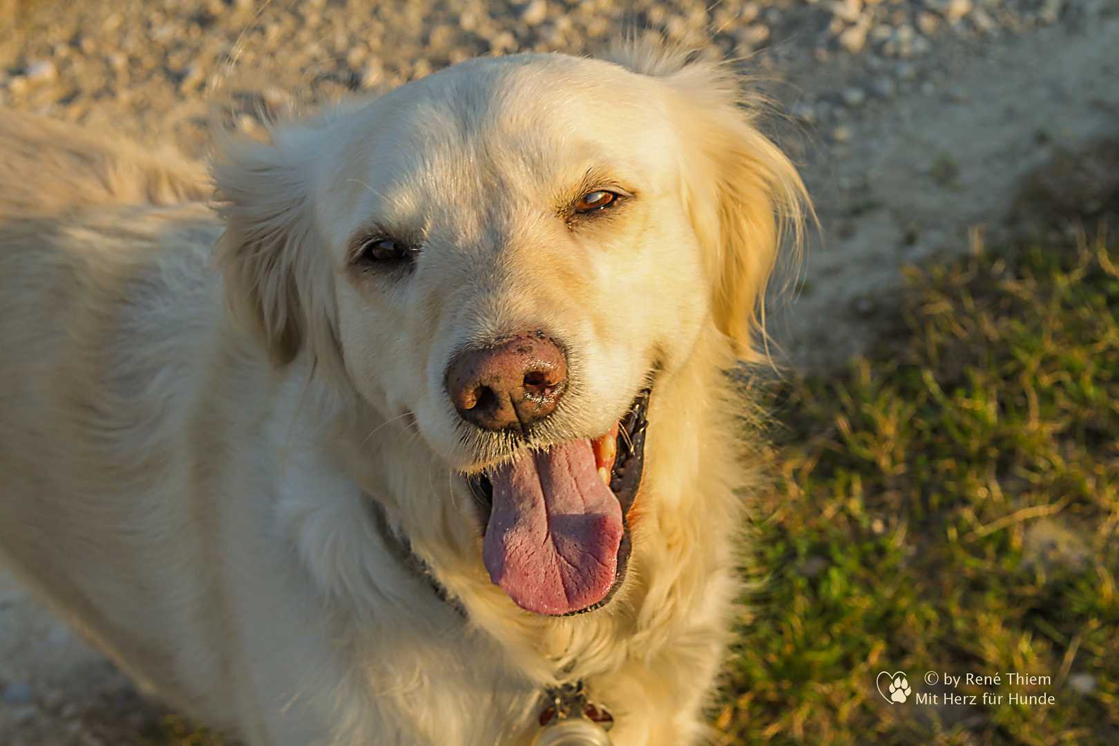 Golden Retriever Lachende Goldi Foto Bild Tiere Haustiere Hunde Bilder Auf Fotocommunity