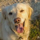 Golden Retriever - lachende Goldi