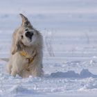 Golden Retriever Lenni