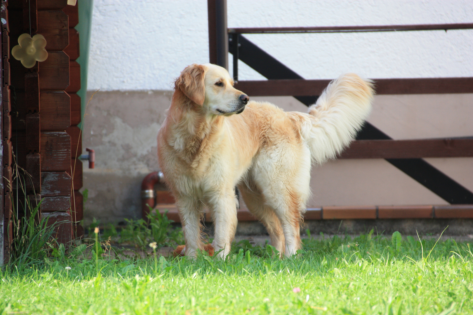 Golden Retriever-Mädchen - 3 Jahre