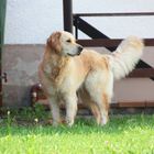 Golden Retriever-Mädchen - 3 Jahre