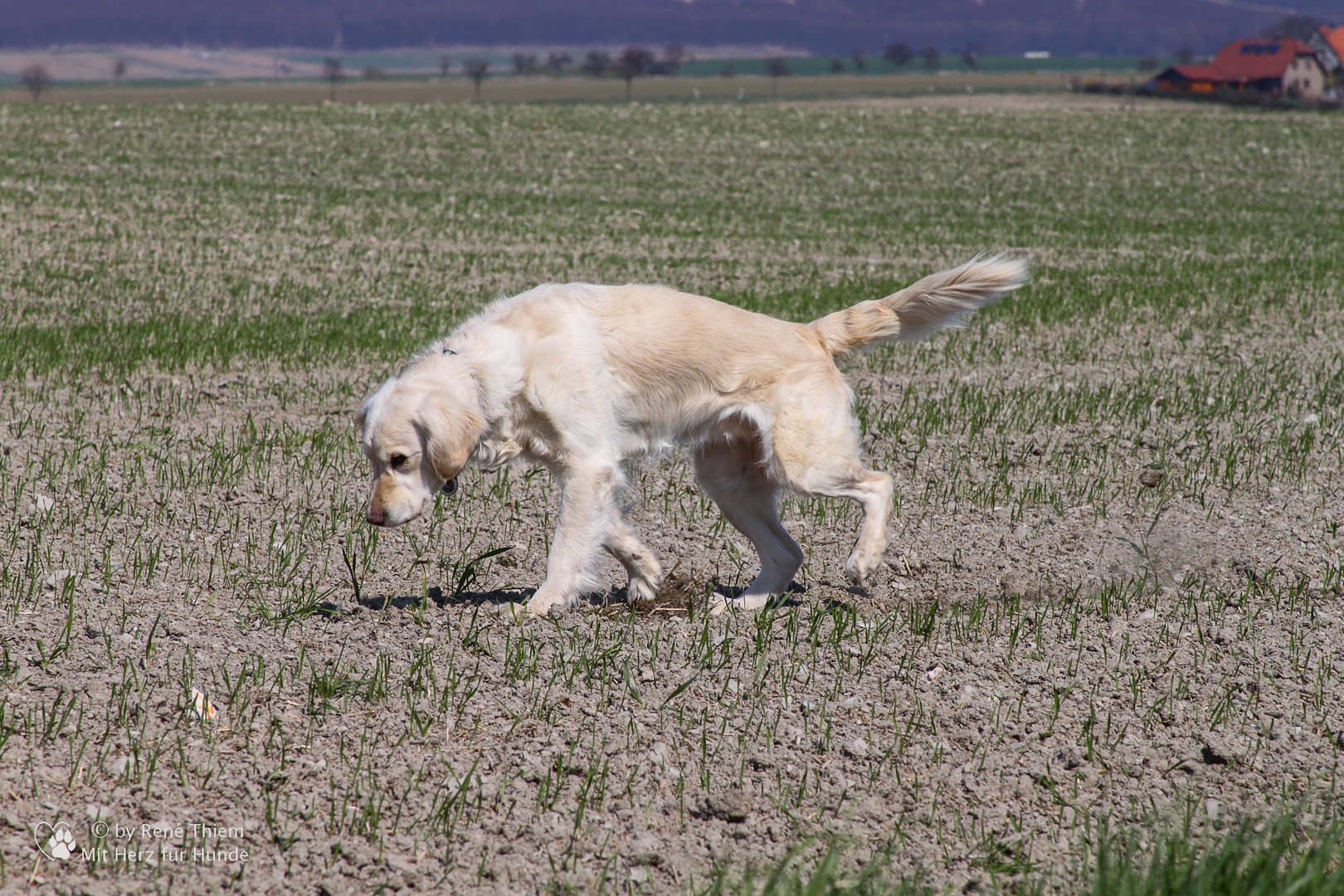 Golden Retriever -Markiert