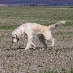 Golden Retriever -Markiert