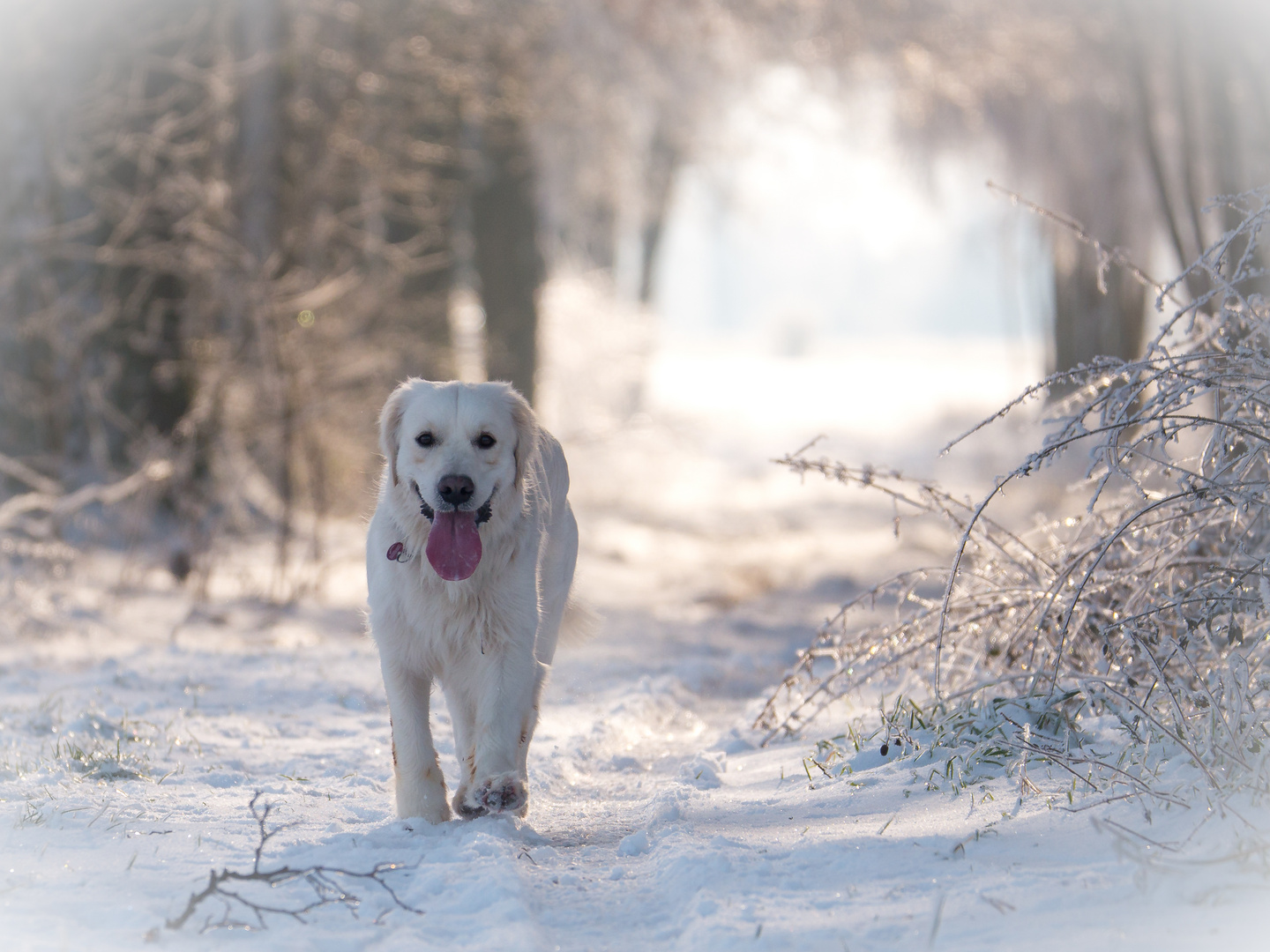 Golden Retriever Marley