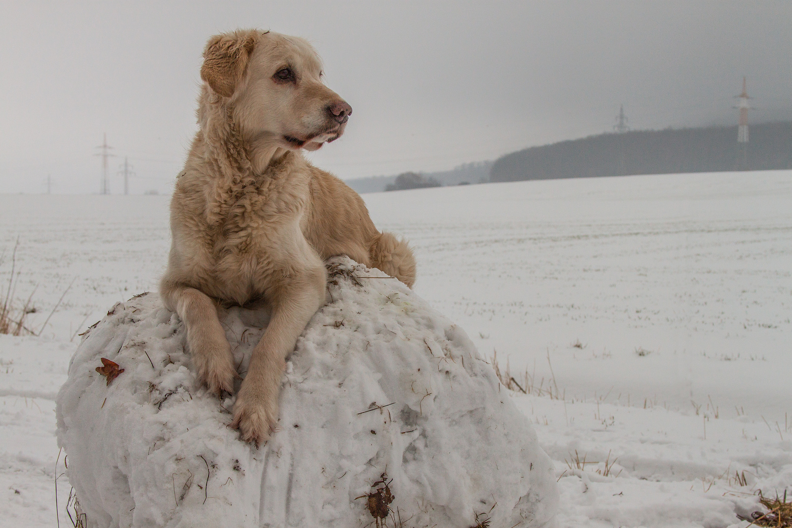 Golden Retriever - Mein Ball...