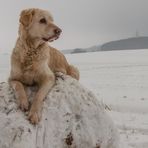 Golden Retriever - Mein Ball...