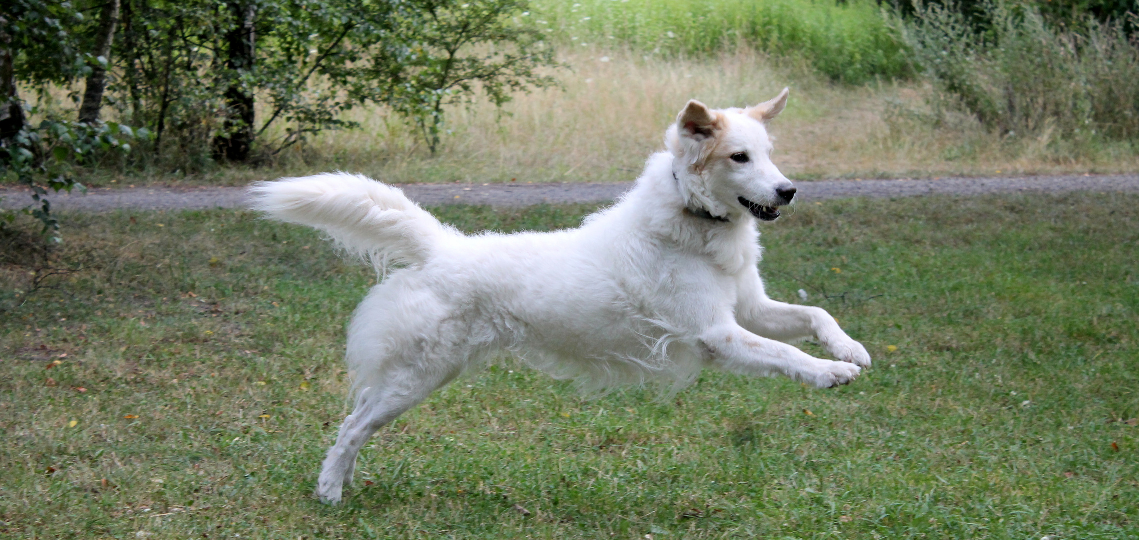 Golden Retriever Mischling Knut 