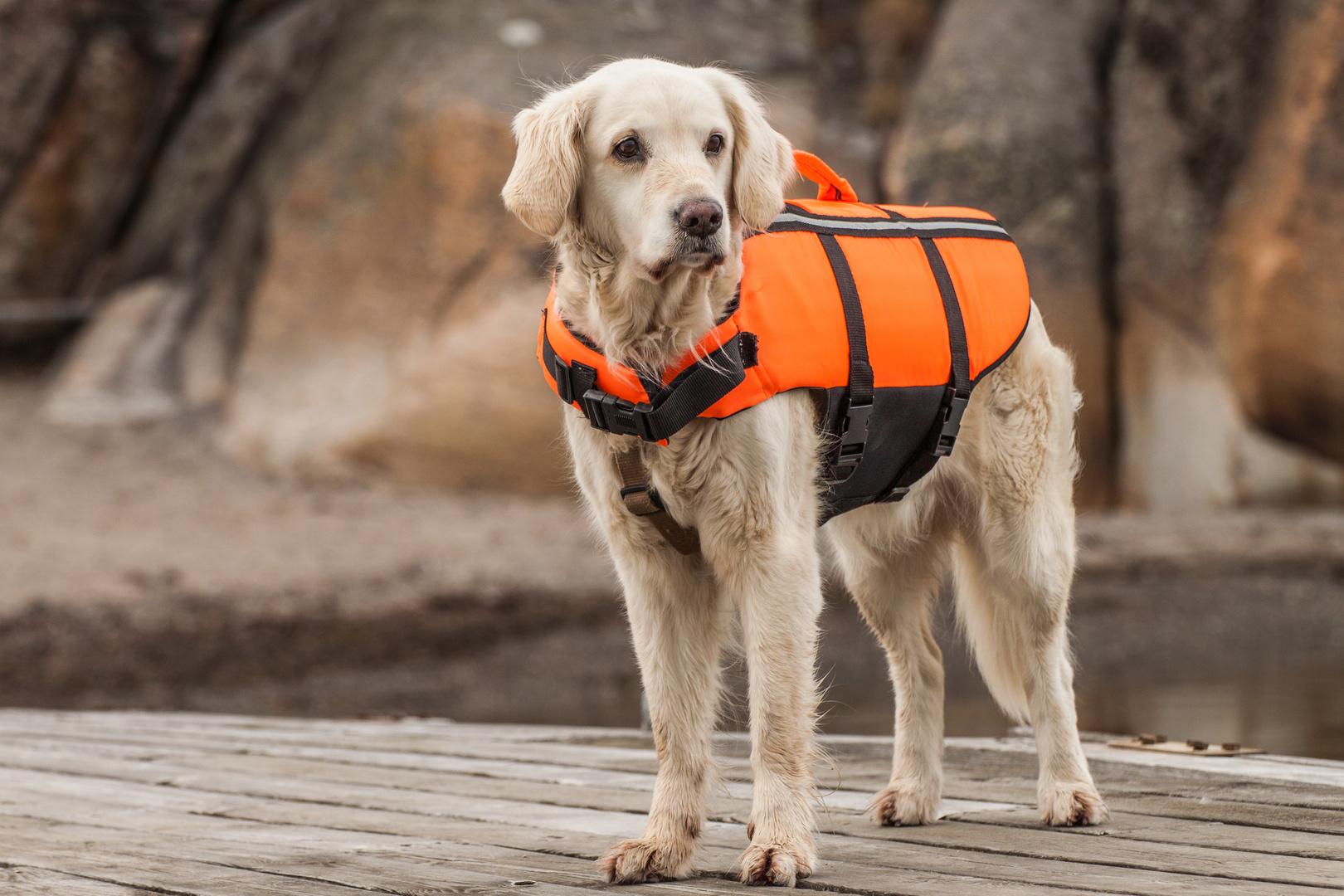 Golden Retriever - Mit Schwimmweste zur Sicherheit bei der Bootstour