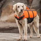 Golden Retriever - Mit Schwimmweste zur Sicherheit bei der Bootstour