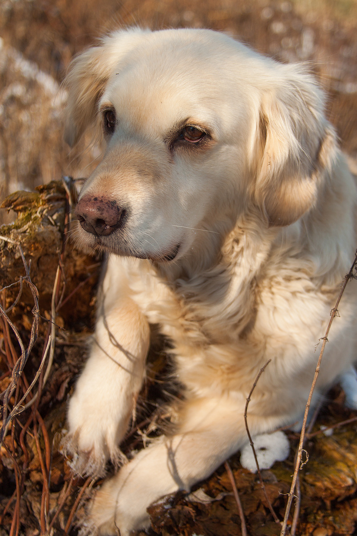 Golden Retriever - Nachdenkliches