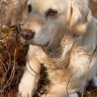 Golden Retriever - Nachdenkliches