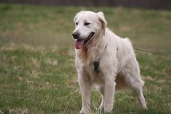 Golden Retriever Nelson