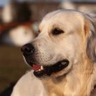 Golden Retriever Portrait