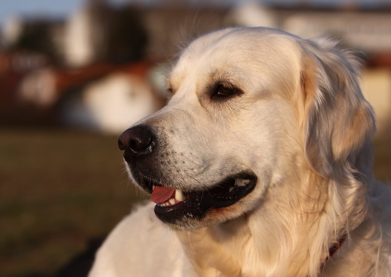 Golden Retriever Portrait