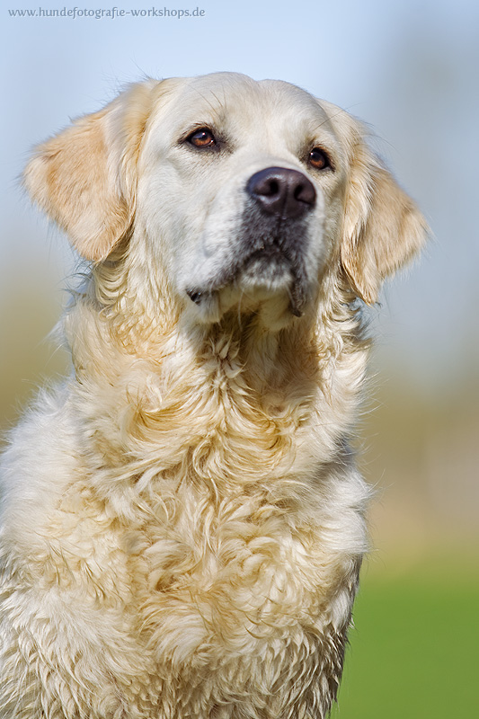 Golden Retriever Portrait