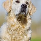 Golden Retriever Portrait