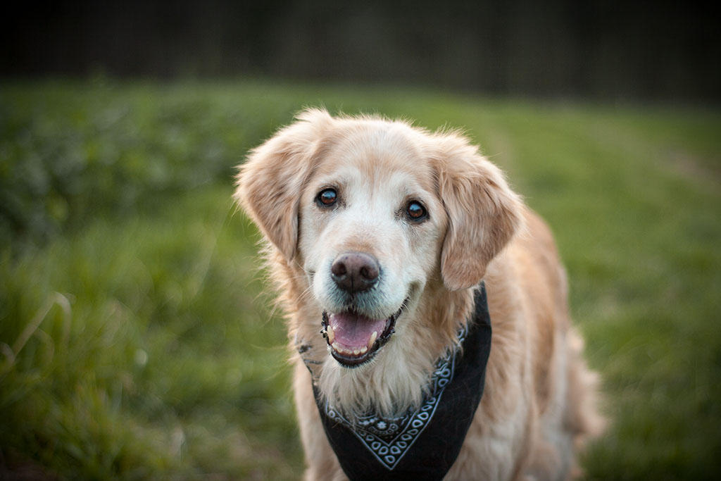 Golden Retriever Portrait