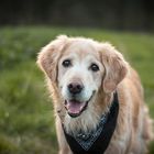 Golden Retriever Portrait