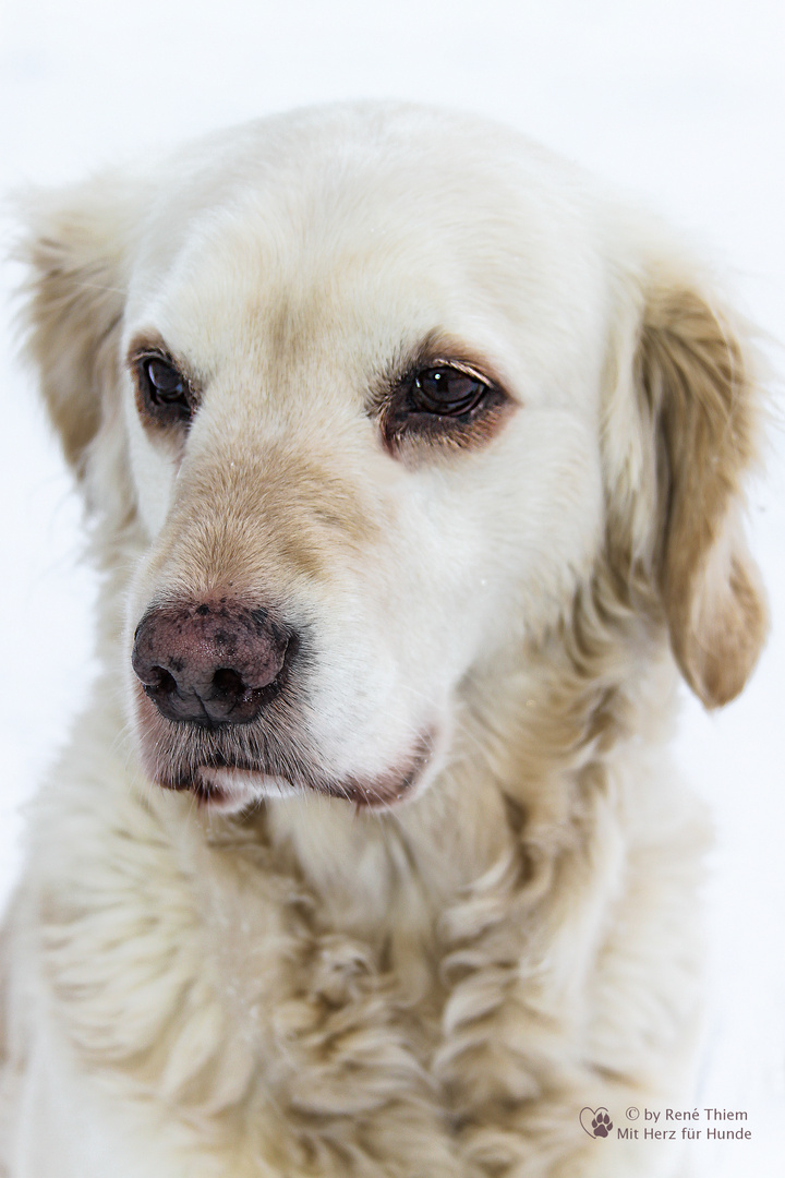 Golden Retriever - Portrait meiner Goldi