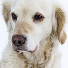 Golden Retriever - Portrait meiner Goldi