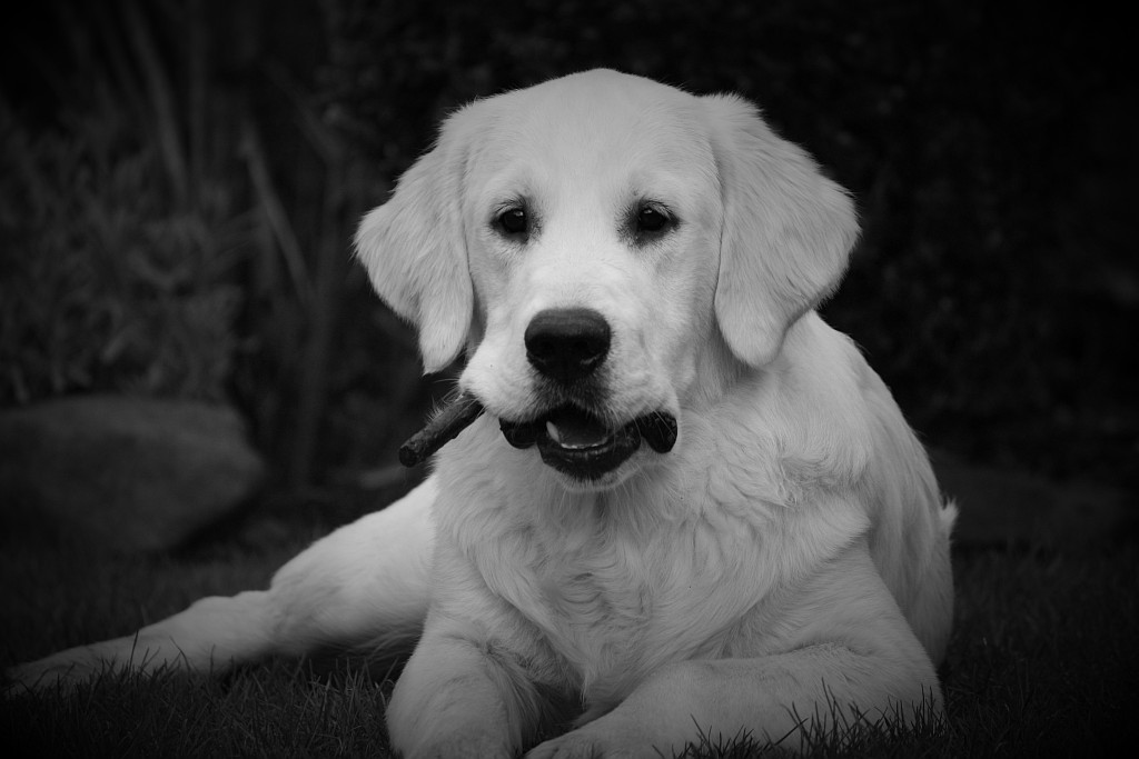 Golden Retriever Rüde mit sieben Monaten