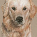 Golden Retriever - Sandnase