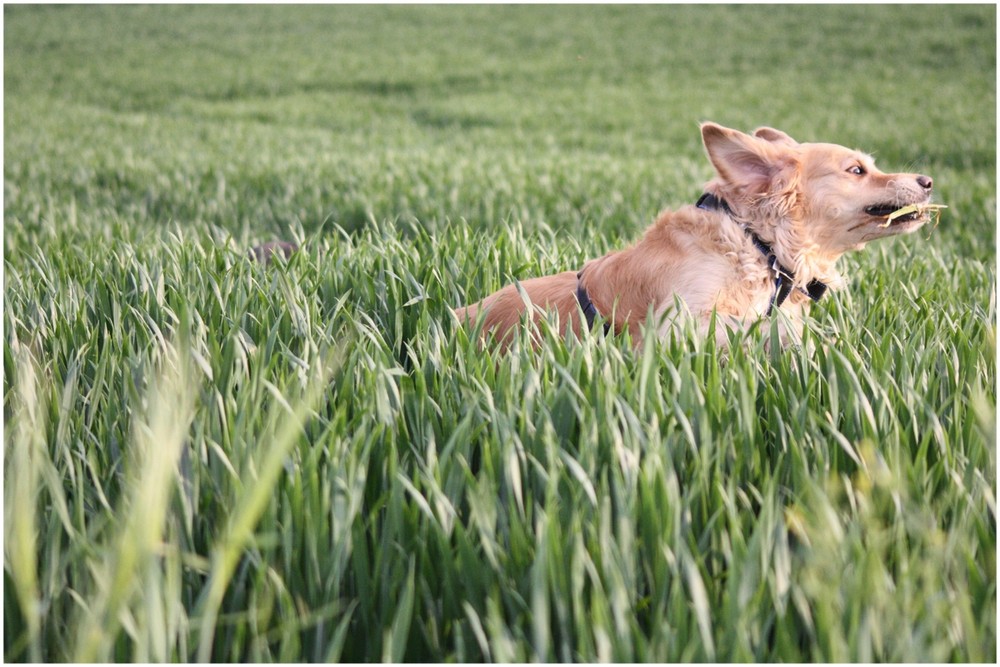 Golden Retriever Schaf