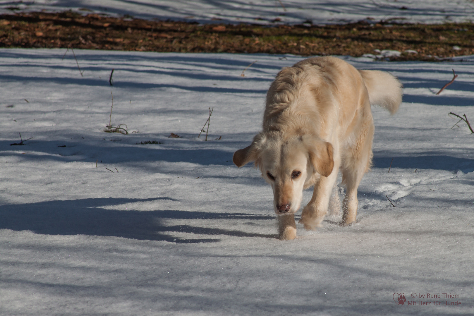 Golden Retriever - Schneespaziergang