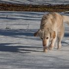 Golden Retriever - Schneespaziergang